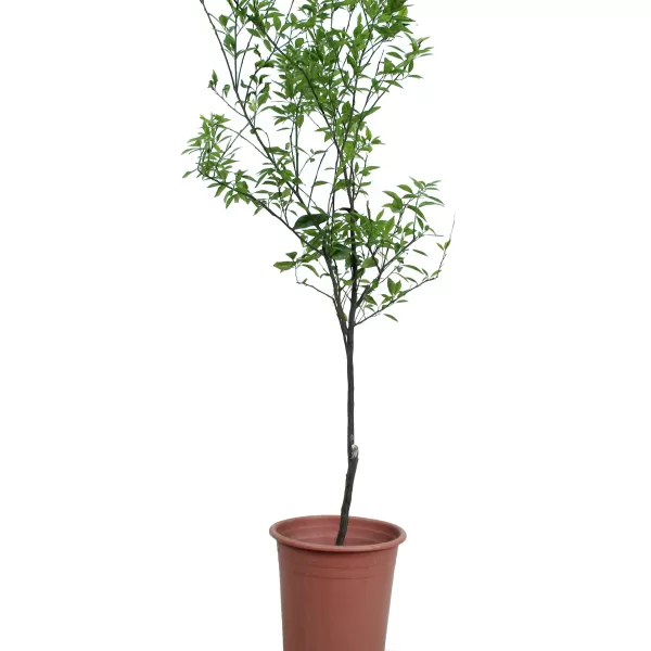 LEMON FRUIT  POT 30CM - HIGHT 150 CM