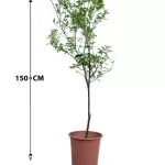 LEMON FRUIT  POT 30CM - HIGHT 150 CM