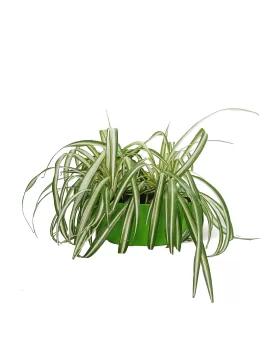 INDOOR PLANT DESIGN (CHLOROPHYTUM ) Oval Pot