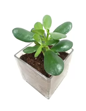 INDOOR PLANT DESIGN (CRASSULA ) POT 12CM - HIGHT 20CM