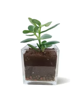 INDOOR PLANT DESIGN (CRASSULA ) POT 12CM - HIGHT 20CM