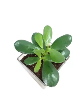 INDOOR PLANT DESIGN (CRASSULA ) POT 12CM - HIGHT 20CM