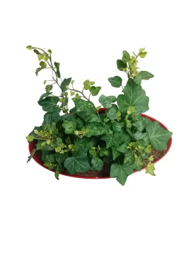 INDOOR PLANT DESIGN (HEDERA) Oval Pot