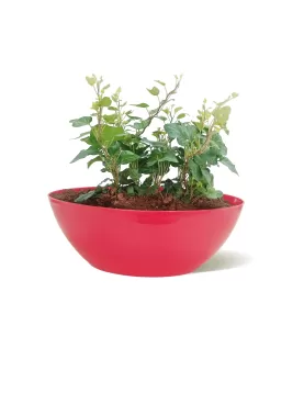 INDOOR PLANT DESIGN (HEDERA) Oval Pot