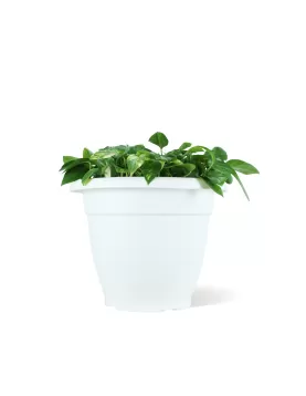 INDOOR PLANT DESIGN (SCINDAPSUS) POT 50CM