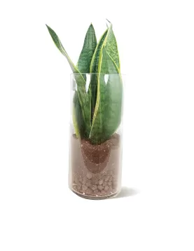 TERRARIUM LONG POT 10CM  -HEIGHT 25CM