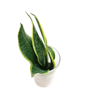 TERRARIUM LONG POT 10CM  -HEIGHT 25CM