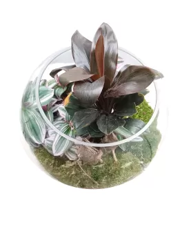 TERRARIUM ROUND GLASS - 30*30CM