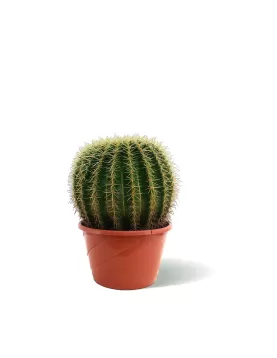 ECHINO CACTUS 25 CM - HEIGHT 40CM