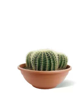 ECHINO CACTUS 3PP 60CM - HEIGHT 50CM