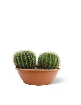 ECHINO CACTUS 2PP 40CM - HEIGHT 50CM