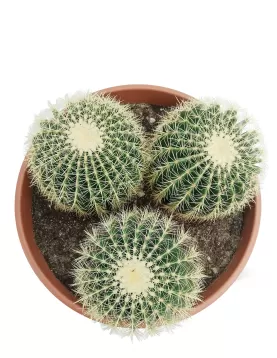 ECHINO CACTUS 3PP 60CM - HEIGHT 50CM