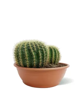 ECHINO CACTUS 2PP 40CM - HEIGHT 50CM