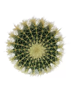 ECHINO CACTUS 25 CM - HEIGHT 40CM