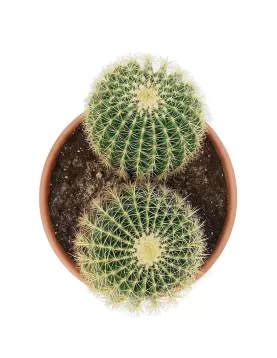 ECHINO CACTUS 2PP 40CM - HEIGHT 50CM