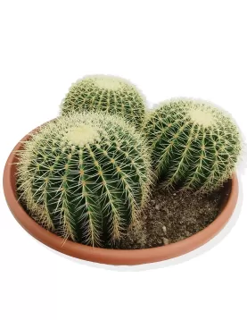 ECHINO CACTUS 3PP 60CM - HEIGHT 50CM