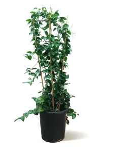 JASMIN ESTANBOLI  40CM - HEIGHT 110CM