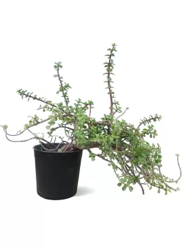 PORTULACARIA 18CM