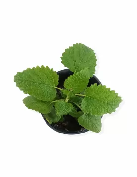 MINT LEMON 10XPC