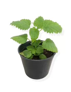 MINT LEMON 10XPC
