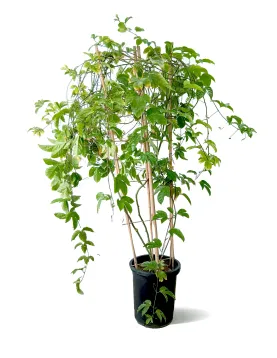 PASSION FRUIT 30Cm - HEIGHT 140CM