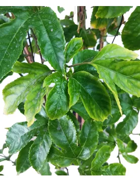 PASSION FRUIT 30Cm - HEIGHT 140CM