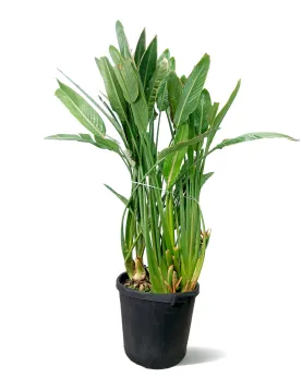 STERLIZIA REGINAE 40Cm  - HEIGHT 150CM