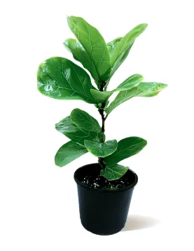 FICUS LYRATA 18Cm -  HEIGHT 55CM