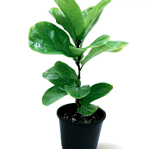 FICUS LYRATA 18Cm -  HEIGHT 55CM