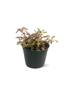 ALTERNANTHERA POT 10CM - 12 PC