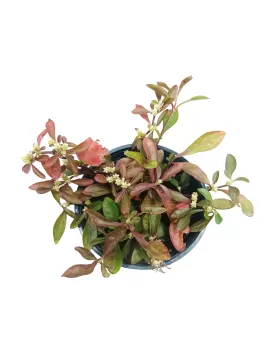 ALTERNANTHERA POT 10CM - 12 PC