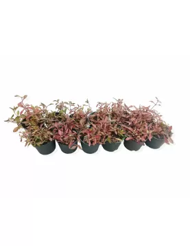 ALTERNANTHERA POT 10CM - 12 PC