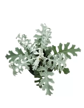 CINNERIA 10XPC
