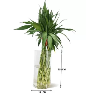 WATER PLANT BAMBOO MAGDOLA- 20PC