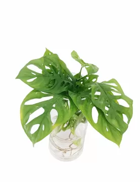 WATER PLANT MONSTERA