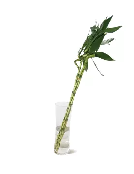 WATER PLANT LUCKY BAMBOO 5XPC - Hight 140CM