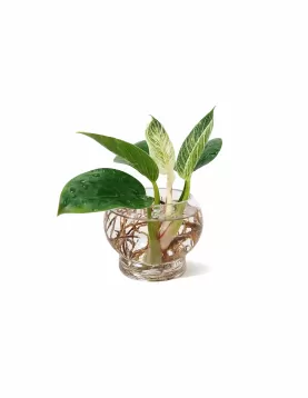 WATER PLANT PHILODENDRON