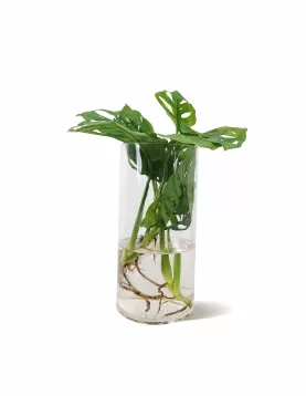 WATER PLANT MONSTERA