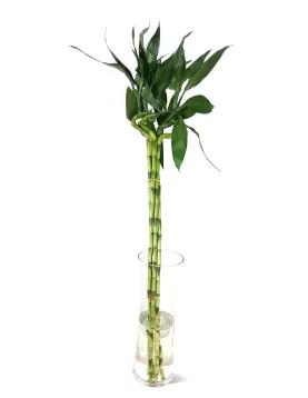 WATER PLANT LUCKY BAMBOO 5XPC - Hight 140CM