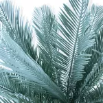 Cycas (Artificial) - HEIGHT 120CM