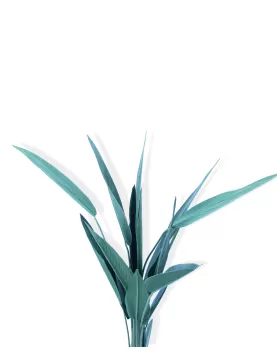 Strelitzia  (Artificial) - HEIGHT 130CM