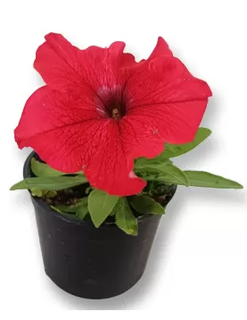 PETUNIA RED12XPC