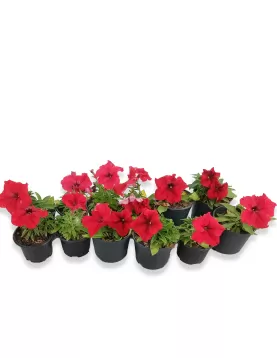 PETUNIA RED12XPC