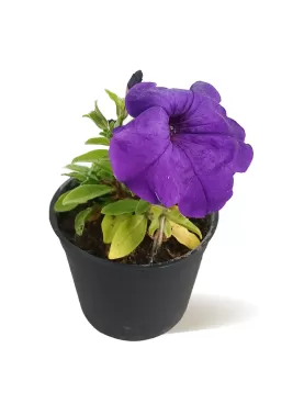 PETUNIA VOILET 12XPC