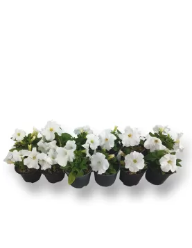 PETUNIA WHITE 12XPC