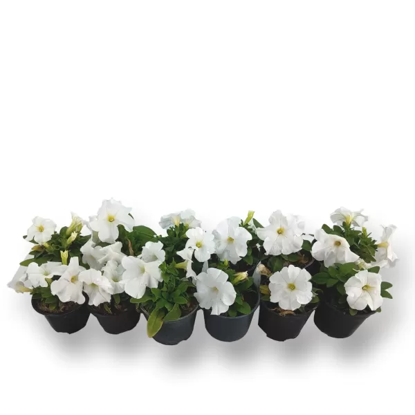 PETUNIA WHITE 12XPC