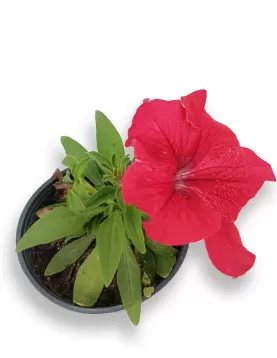 PETUNIA RED12XPC