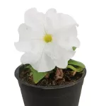 PETUNIA WHITE 12XPC