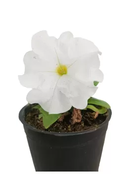 PETUNIA WHITE 12XPC