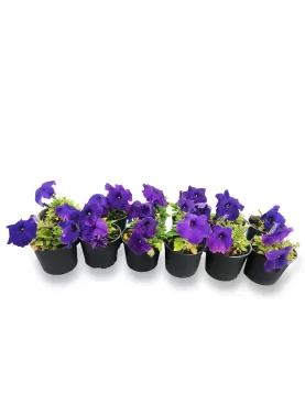 PETUNIA VOILET 12XPC